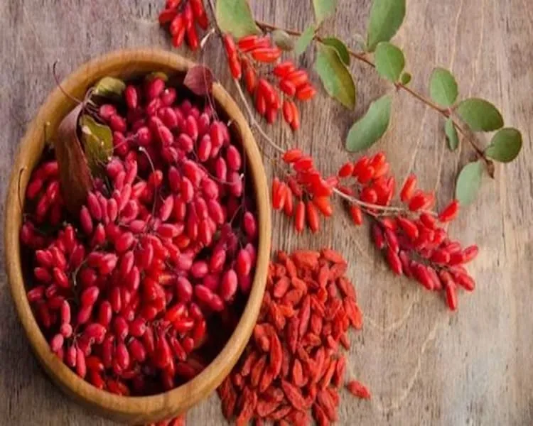 قیمت زرشک زیر تالاری + مشخصات بسته بندی عمده و ارزان