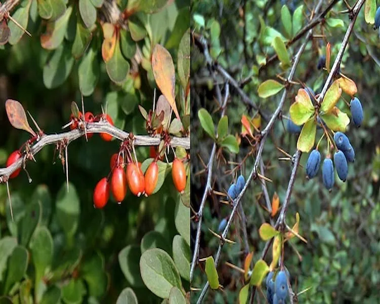 زرشک سیاه کوهی + قیمت خرید، کاربرد، مصارف و خواص